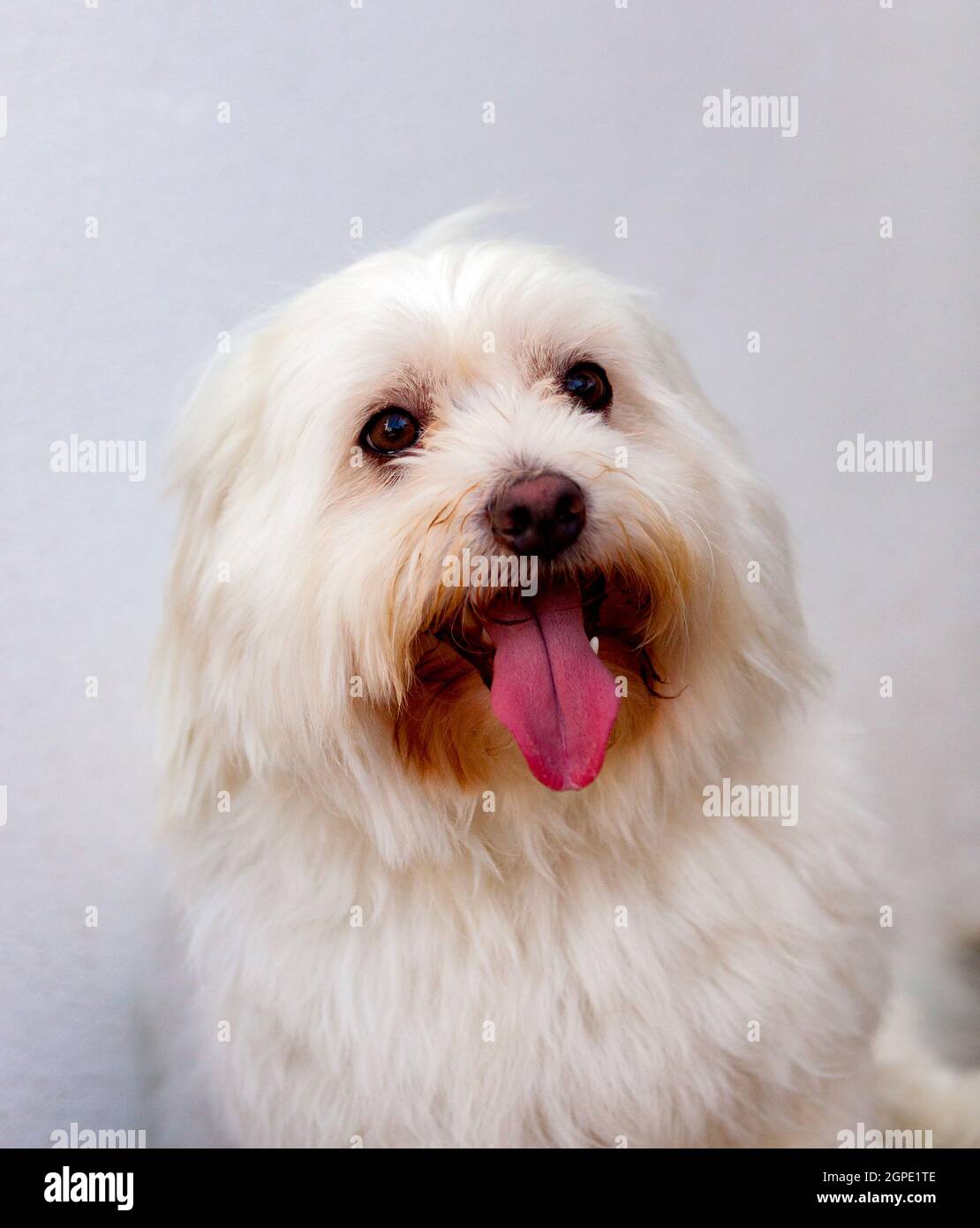 Portratit of a white dog with long hair. Maltese bichon Stock Photo - Alamy
