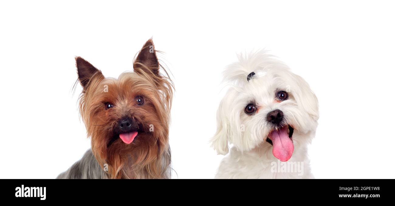 Two small dogs isolated on a white background Stock Photo - Alamy