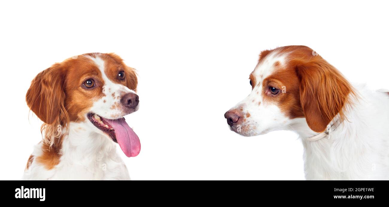 Beautiful portraits of dogs isolated on a white background Stock Photo