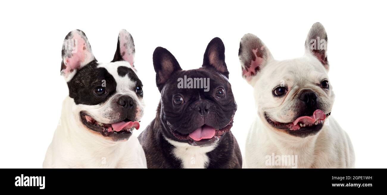 Portrait in Studio of cute bulldogs isolated on a white background Stock Photo