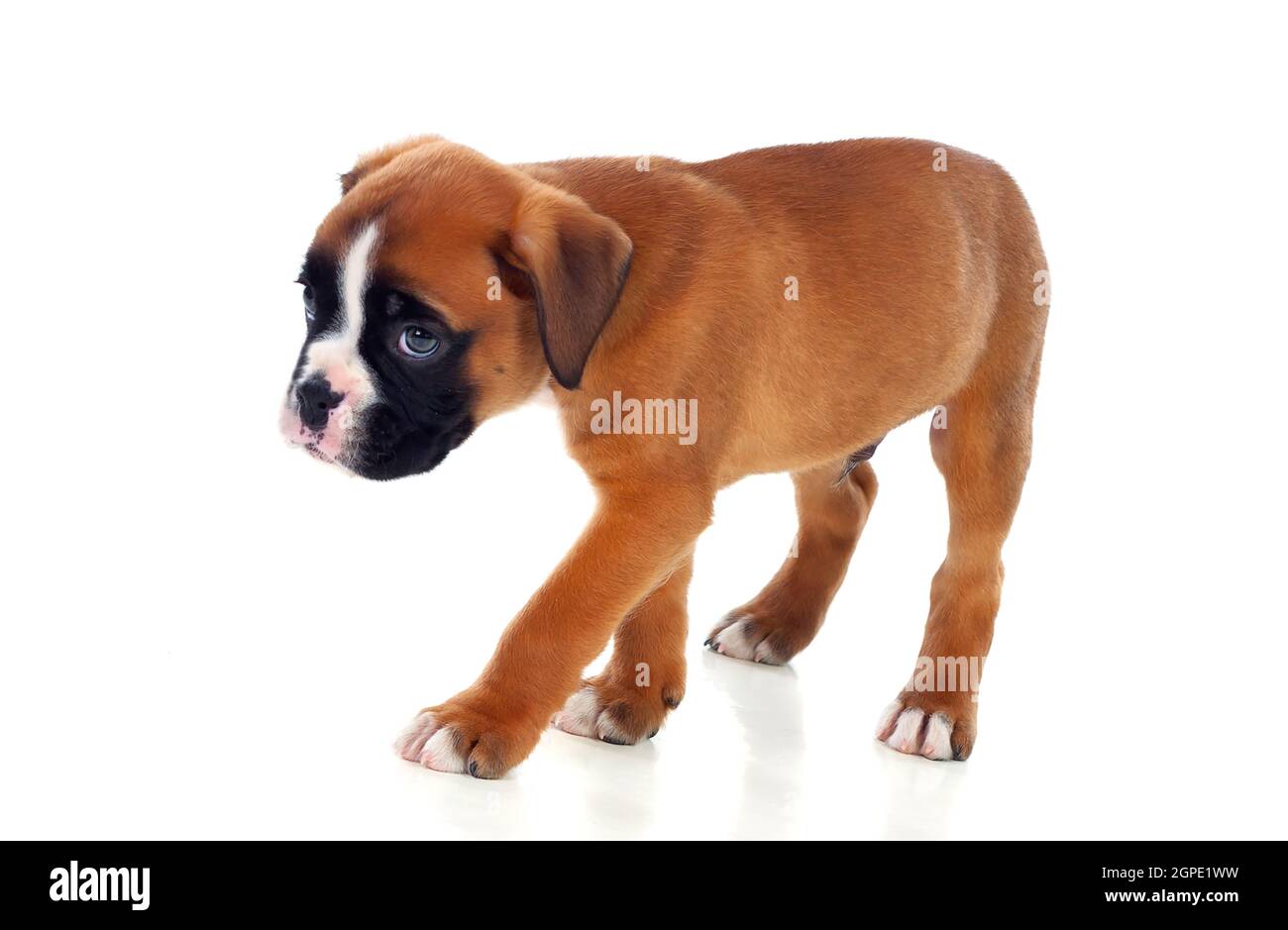 Portrait of a adorable boxer puppy on a isolated white background Stock Photo