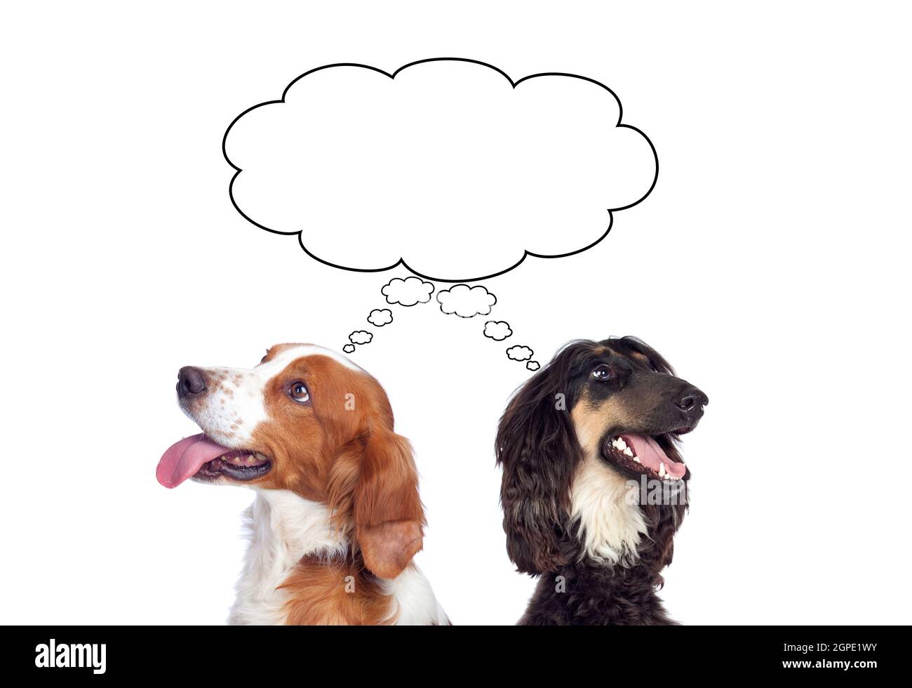 Two dogs isolated on a white background Stock Photo - Alamy