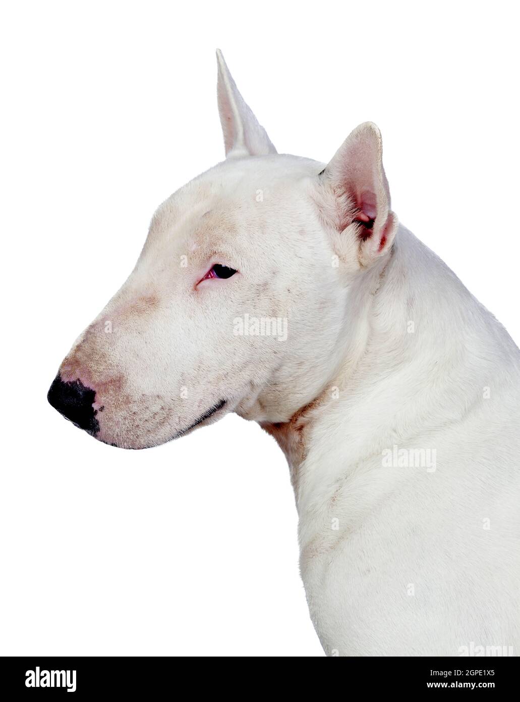 Profile of white bull terrier. Strong dog Stock Photo