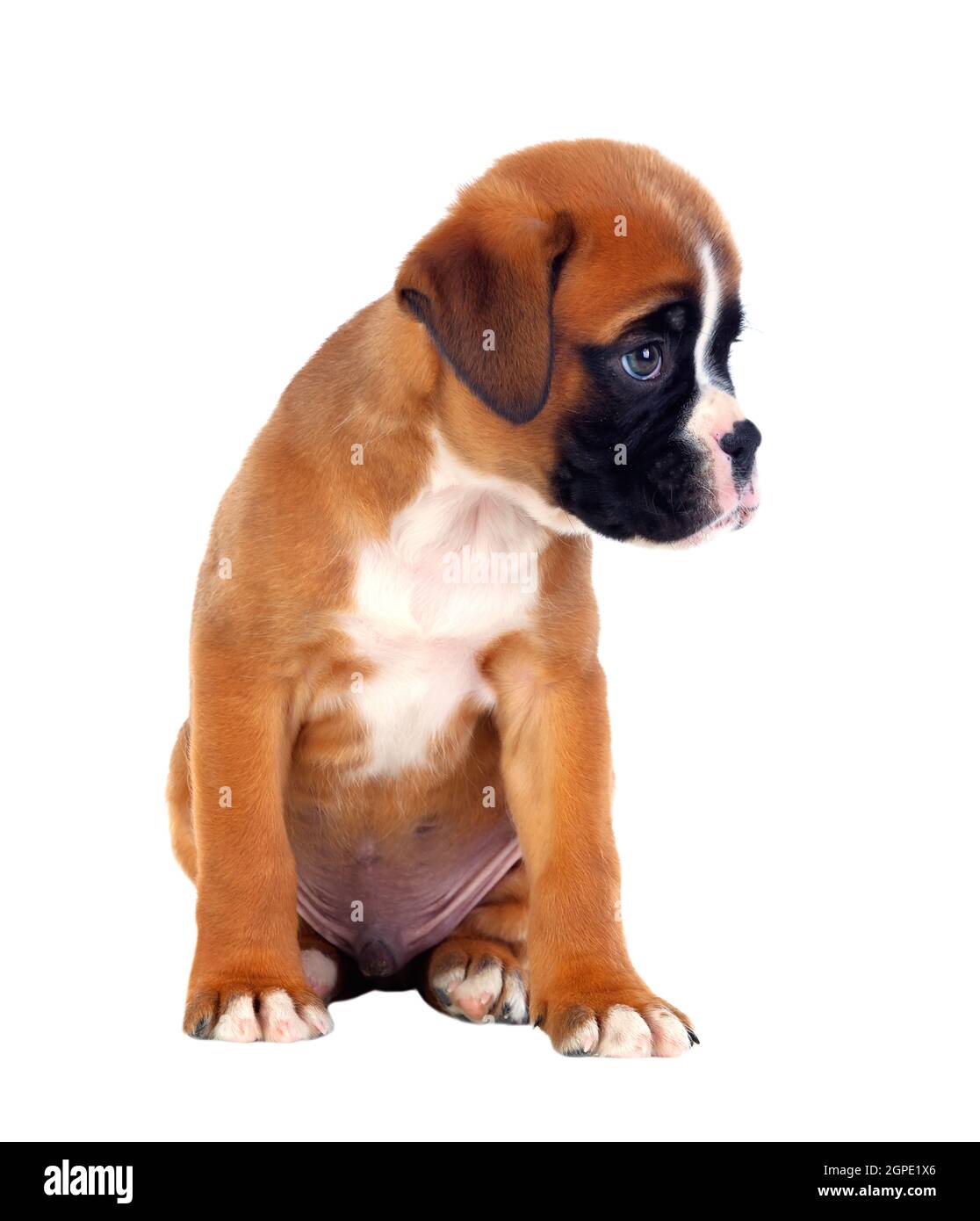Portrait of a adorable boxer puppy on a isolated white background Stock Photo