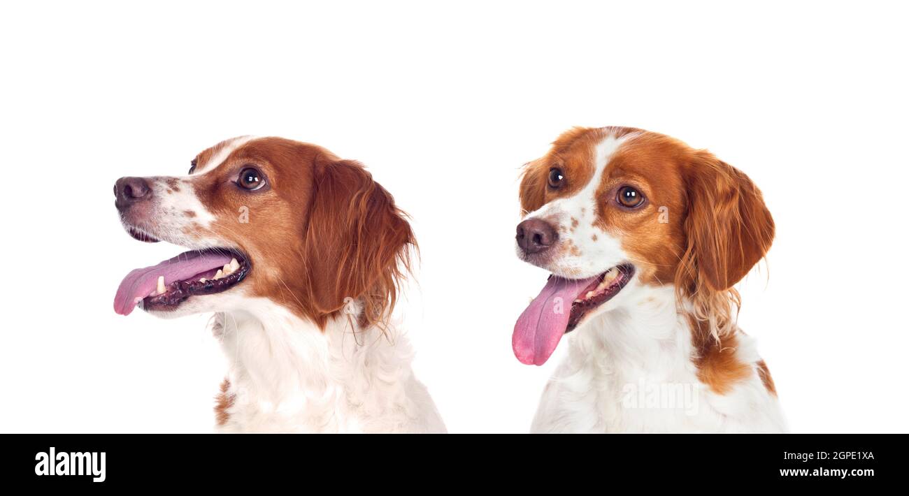 Beautiful portraits of dogs isolated on a white background Stock Photo ...