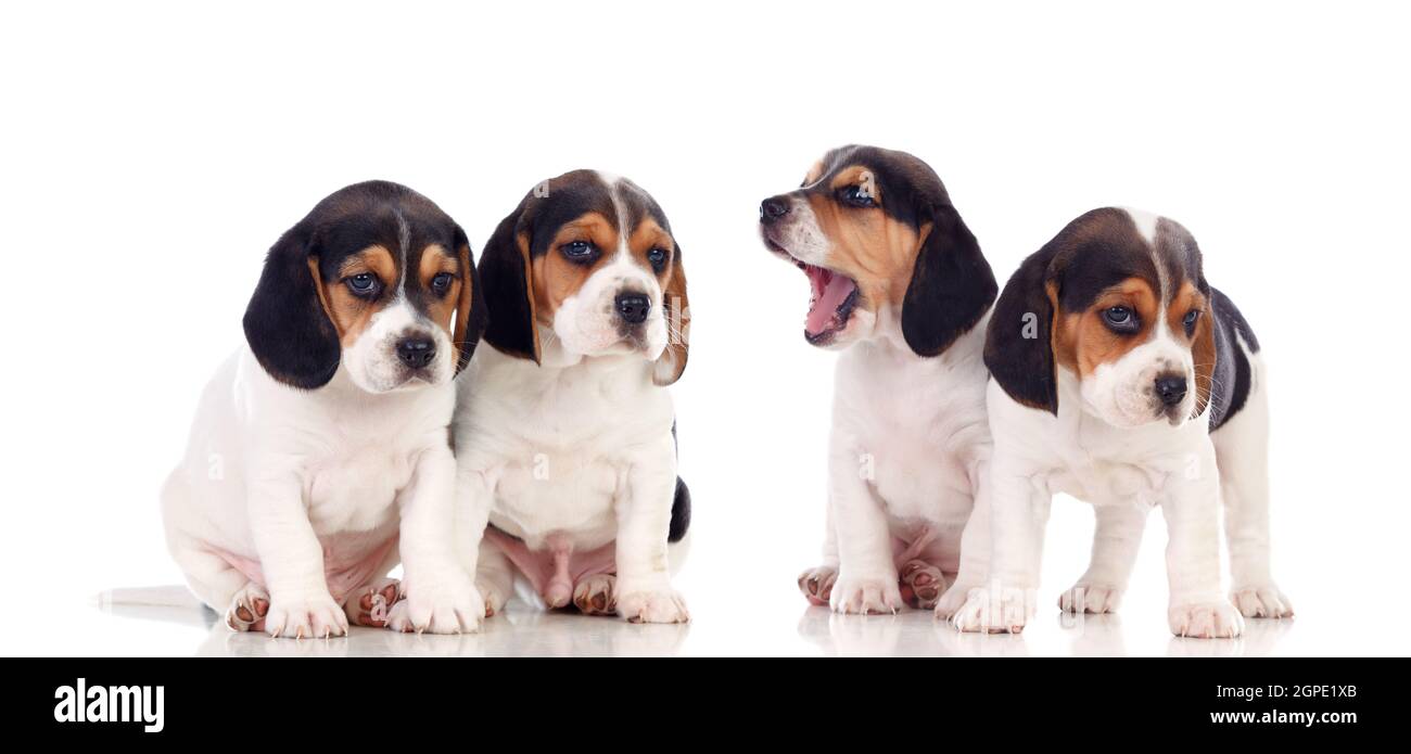 Adorable puppies isolated on a white background Stock Photo - Alamy