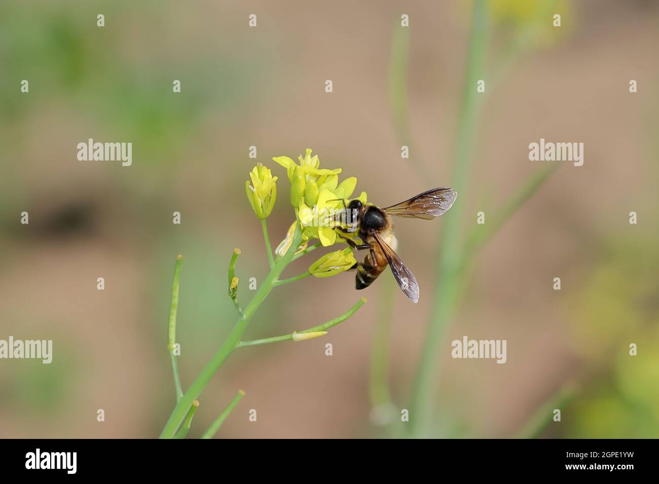 Indian honey bees hi-res stock photography and images - Alamy