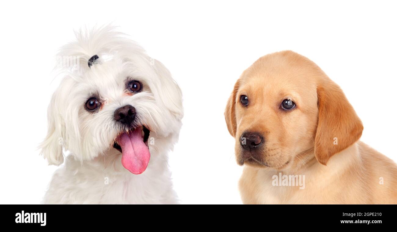 Cute small dogs isolated on a white background Stock Photo