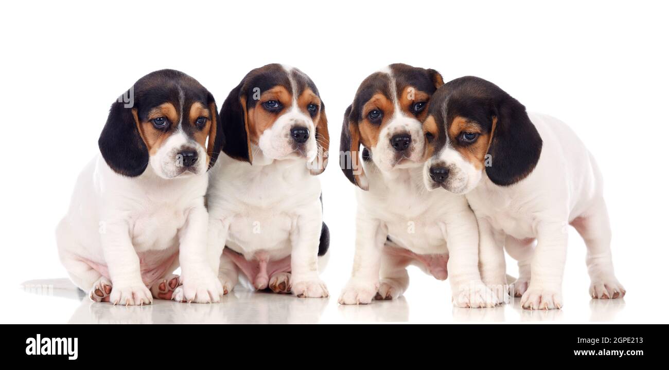 Adorable puppies isolated on a white background Stock Photo - Alamy