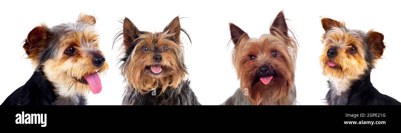 Differents dogs looking at camera isolated on a white background Stock Photo