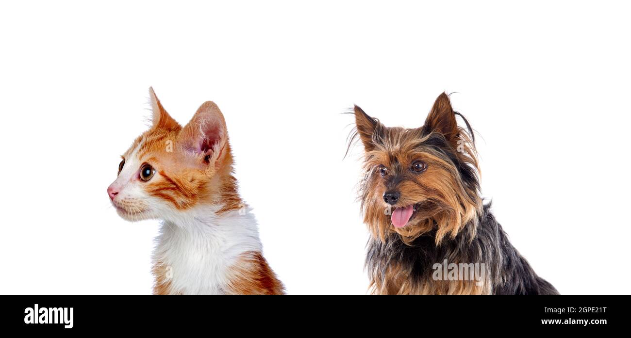 Two beautiful pets isolated on a white background Stock Photo