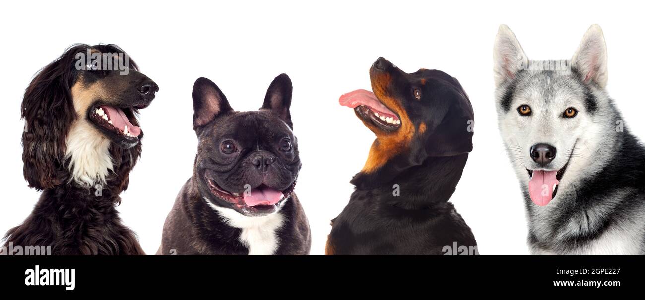 Differents dogs looking at camera isolated on a white background Stock Photo