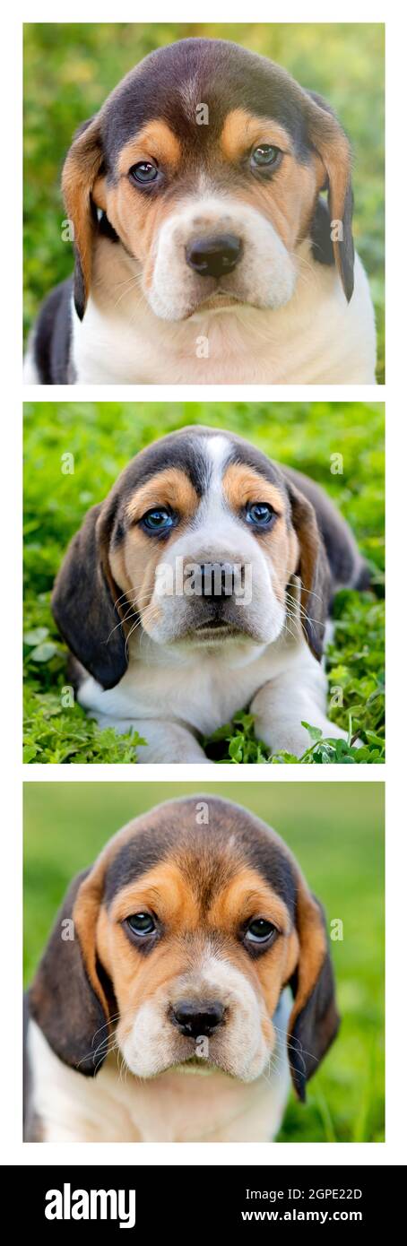 Sequence with beautiful beagle puppies brown and black on the green grass Stock Photo