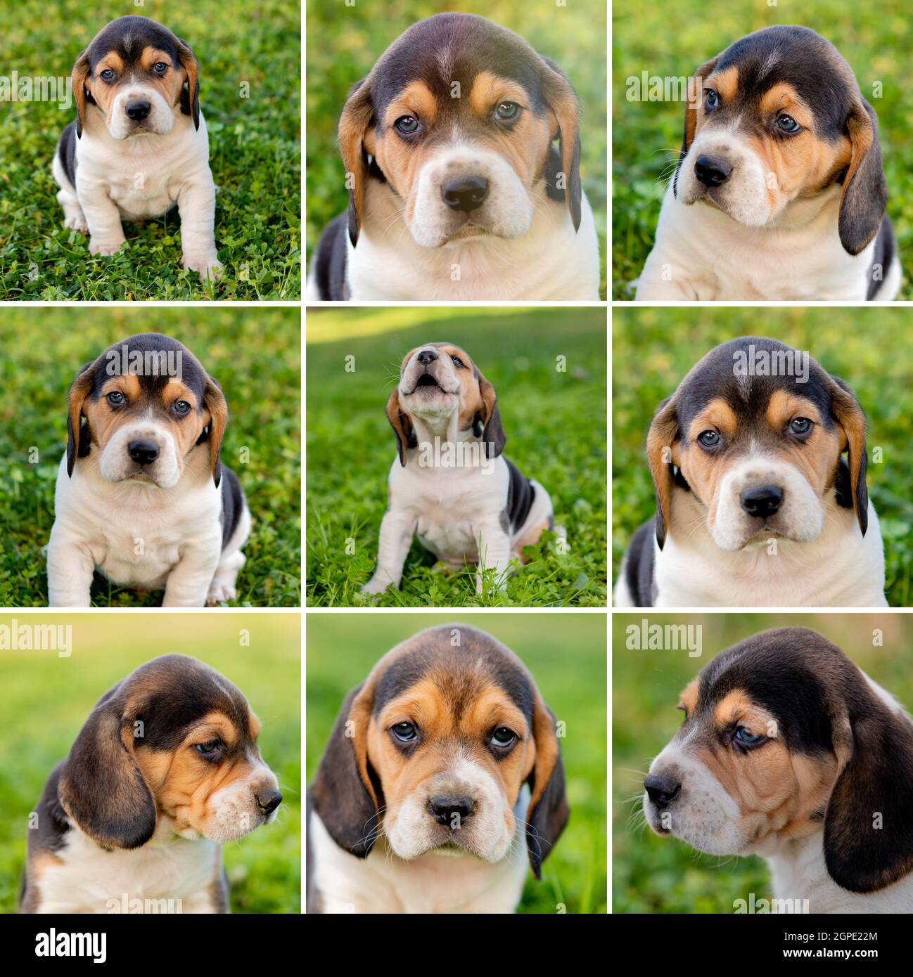 Do Beagle Puppies Change Color