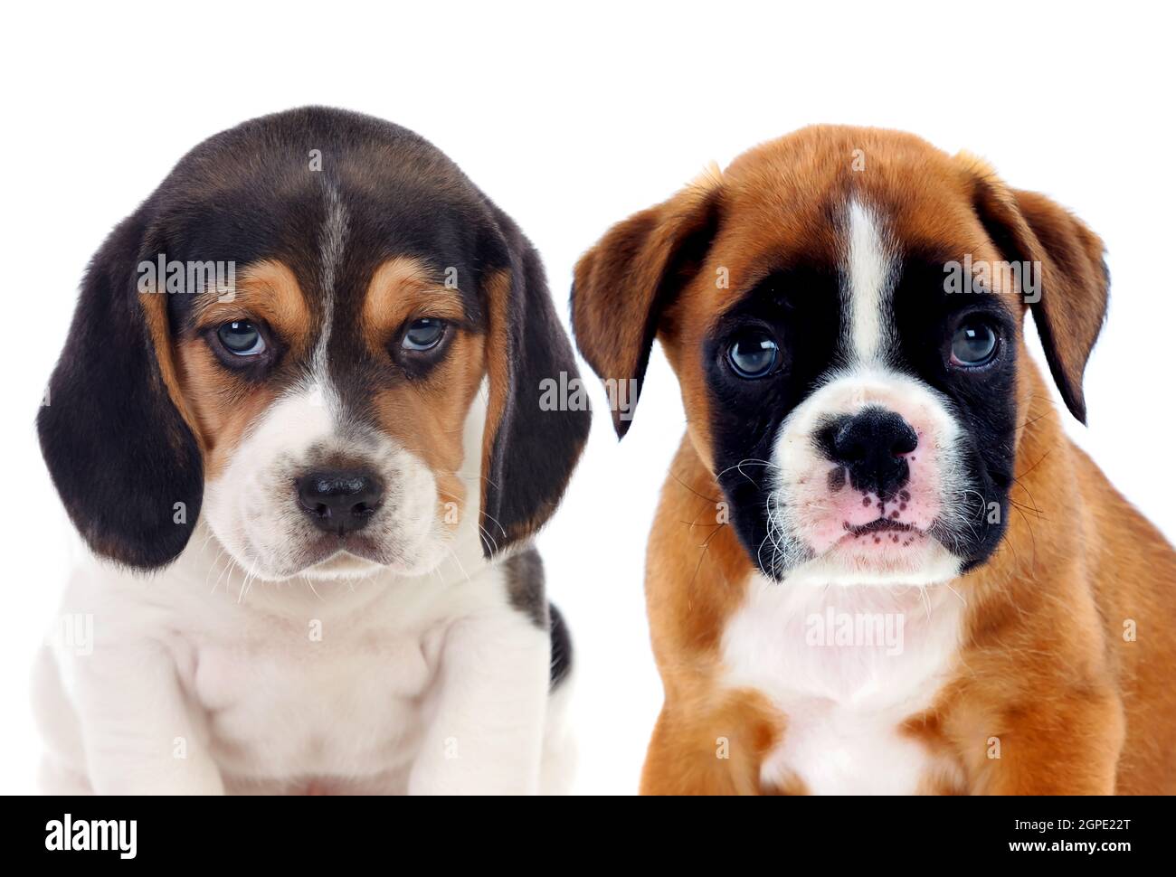 Two beautiful beagle puppies isolated on a white background Stock Photo ...