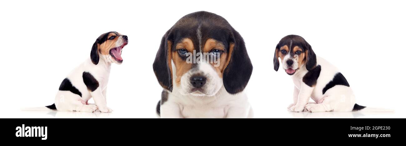 Three beautiful beagle puppies isolated on a white background Stock ...