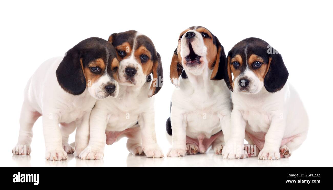 Four beautiful beagle puppies isolated on a white background Stock ...