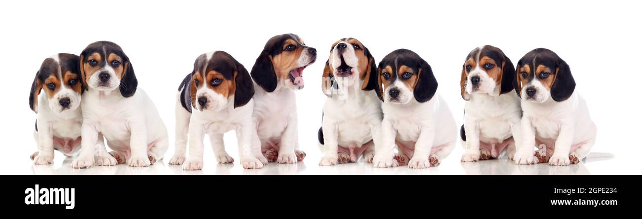 Eight beautiful beagle puppies isolated on a white background Stock ...