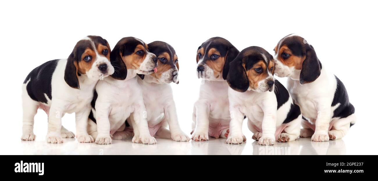 Six beautiful beagle puppies isolated on a white background Stock Photo ...