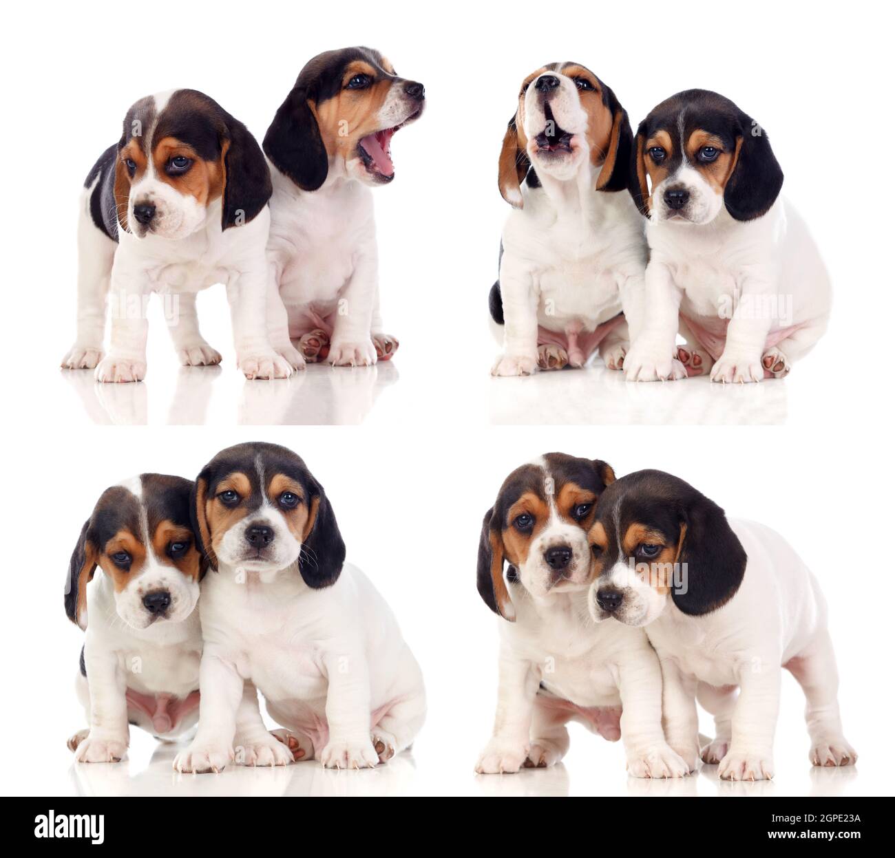 Eight beautiful beagle puppies isolated on a white background Stock ...