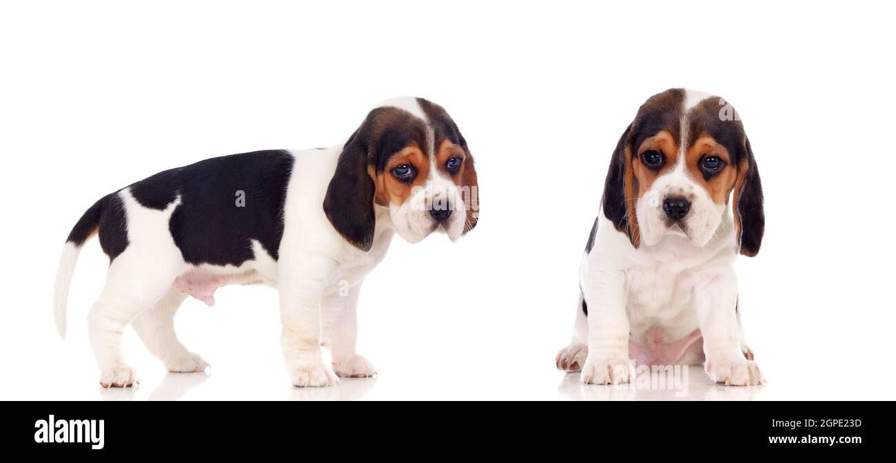 Two beautiful beagle puppies isolated on a white background Stock Photo