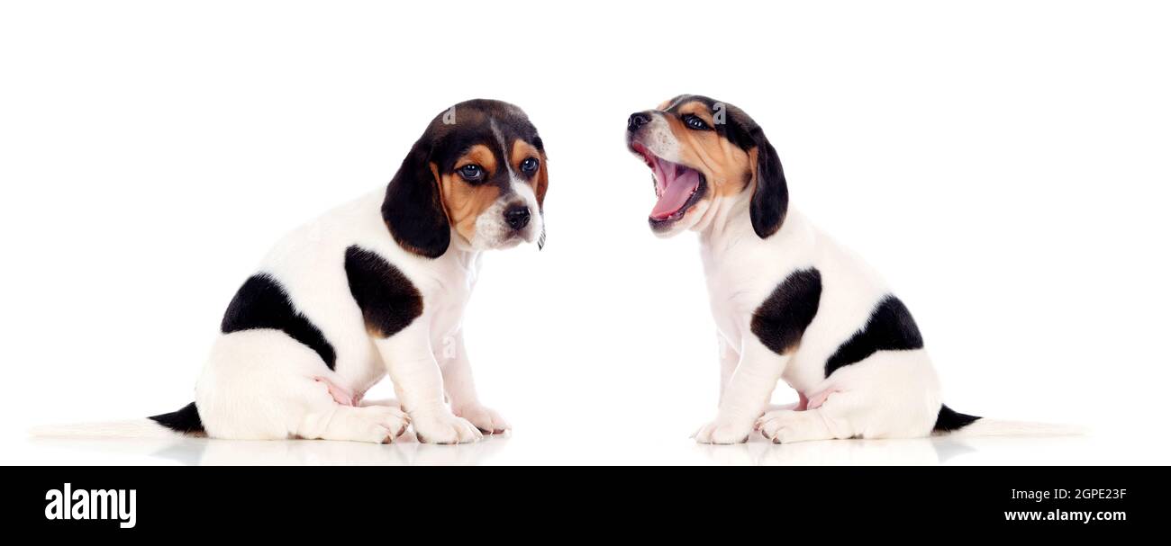 Two beautiful beagle puppies isolated on a white background Stock Photo