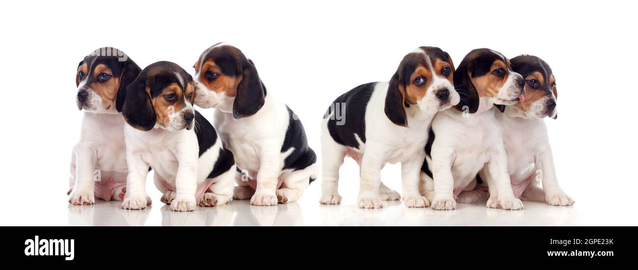 Six beautiful beagle puppies isolated on a white background Stock Photo
