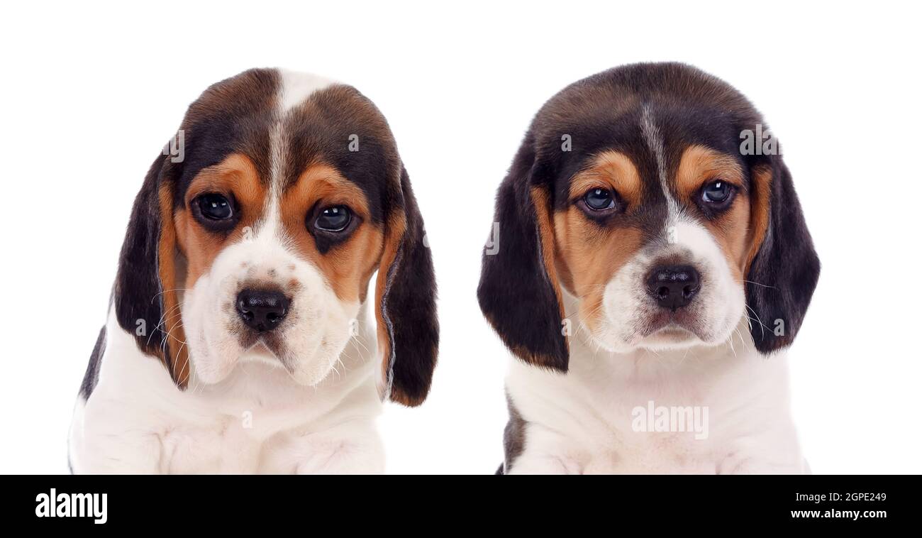 Two beautiful beagle puppies isolated on a white background Stock Photo ...