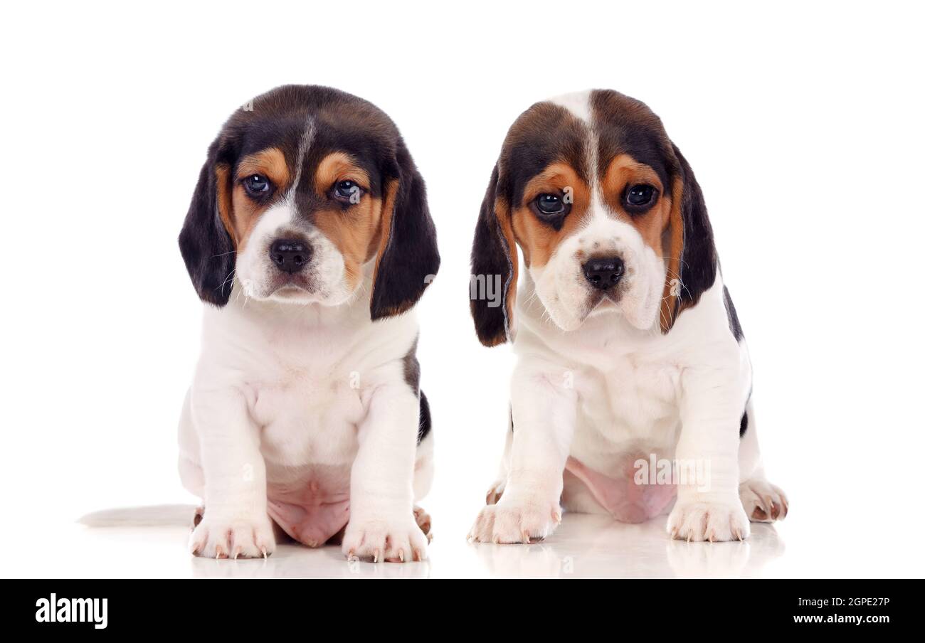 Two beautiful beagle puppies isolated on a white background Stock Photo ...