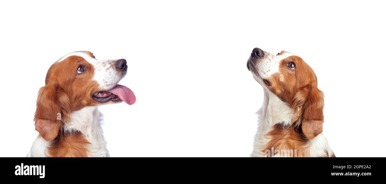 Beautiful portrait of two dogs looking up isolated on a white background Stock Photo