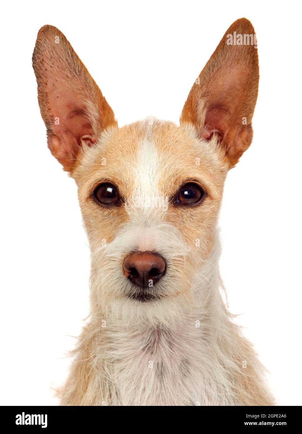 Portrait of a funny dog with big ears isolated on a white background Stock Photo