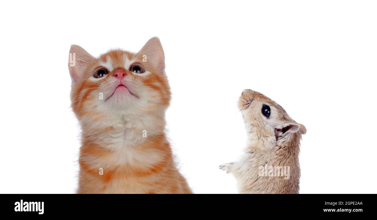 Cat and mouse looking up isolated on a white background. Dangerous friendship Stock Photo