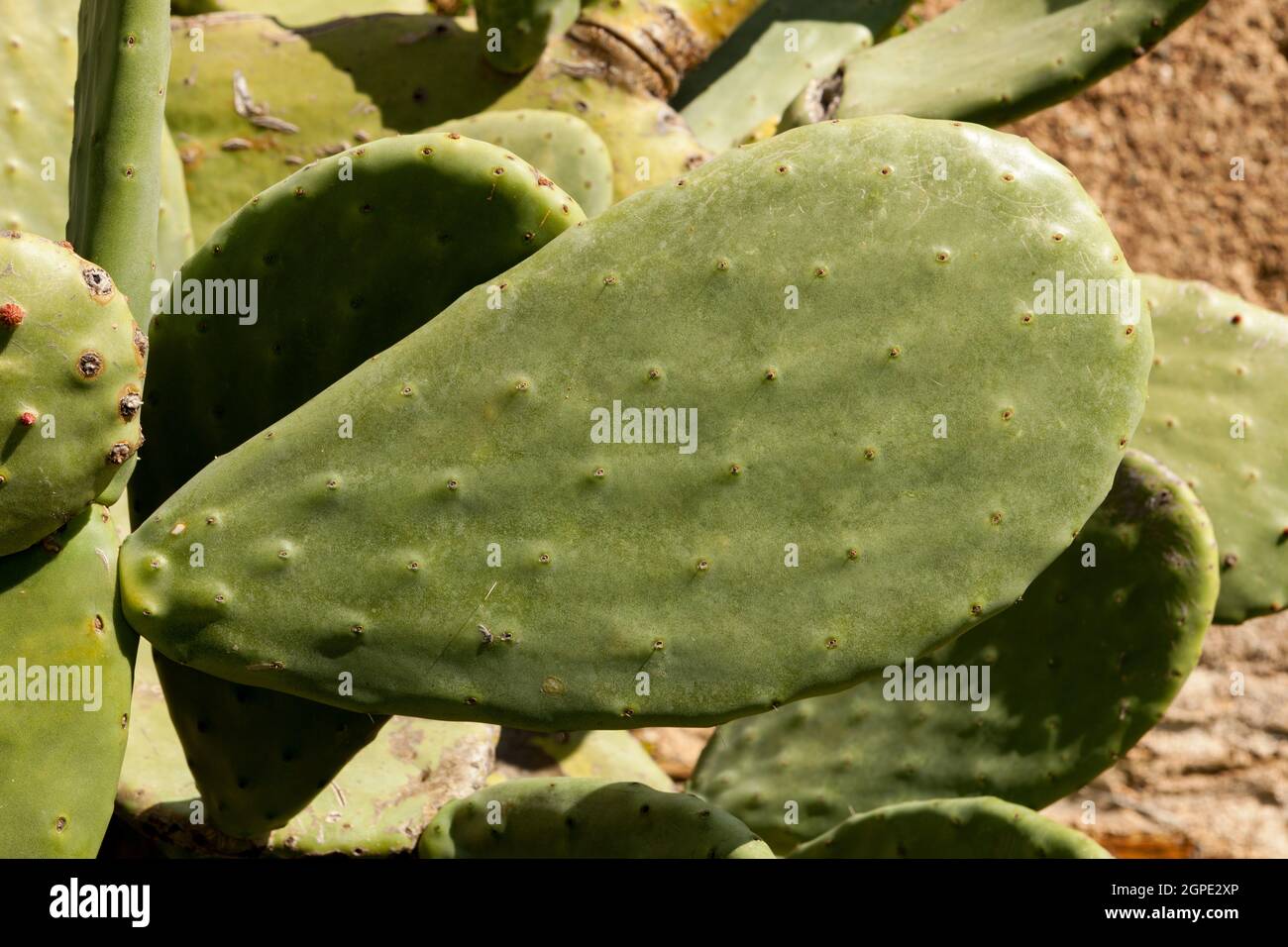 Large sheets of a type of cactus with a blue sky background Stock Photo