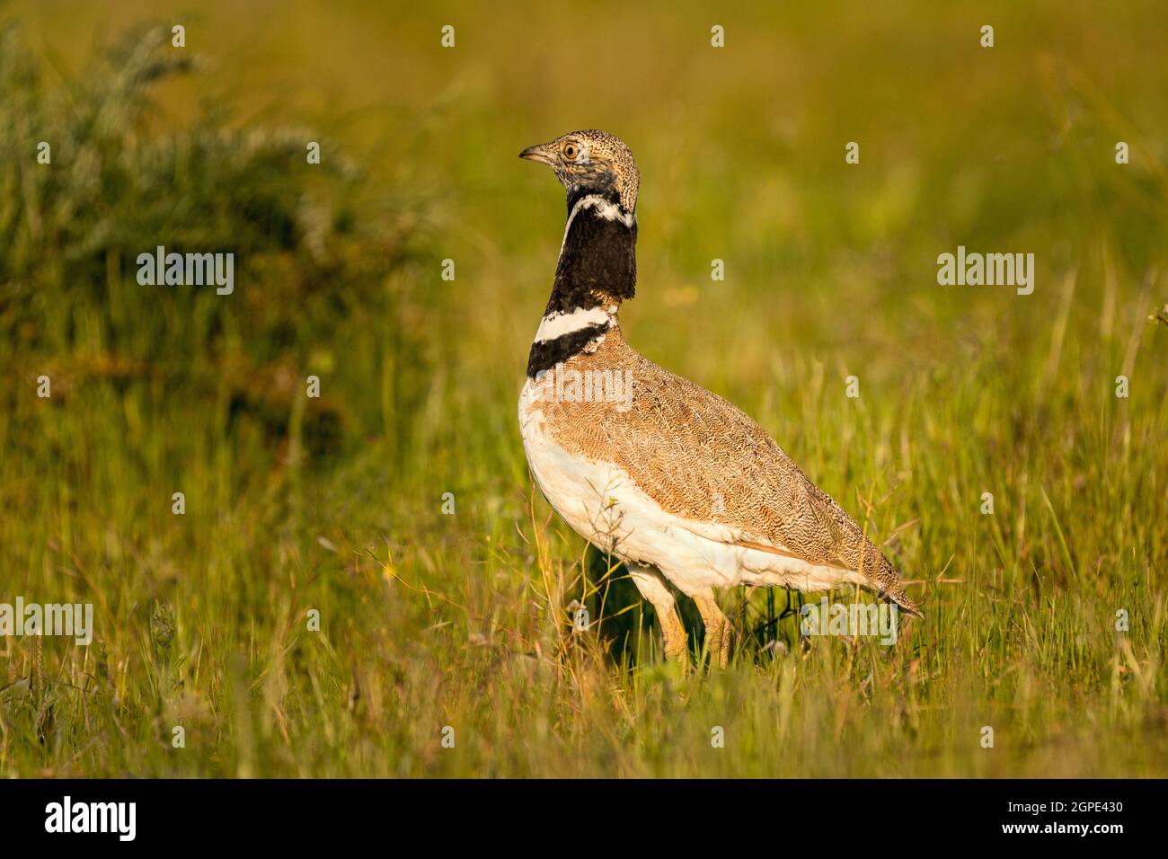 Beautiful wild bird in the meadow. Tetrax tetrax Stock Photo