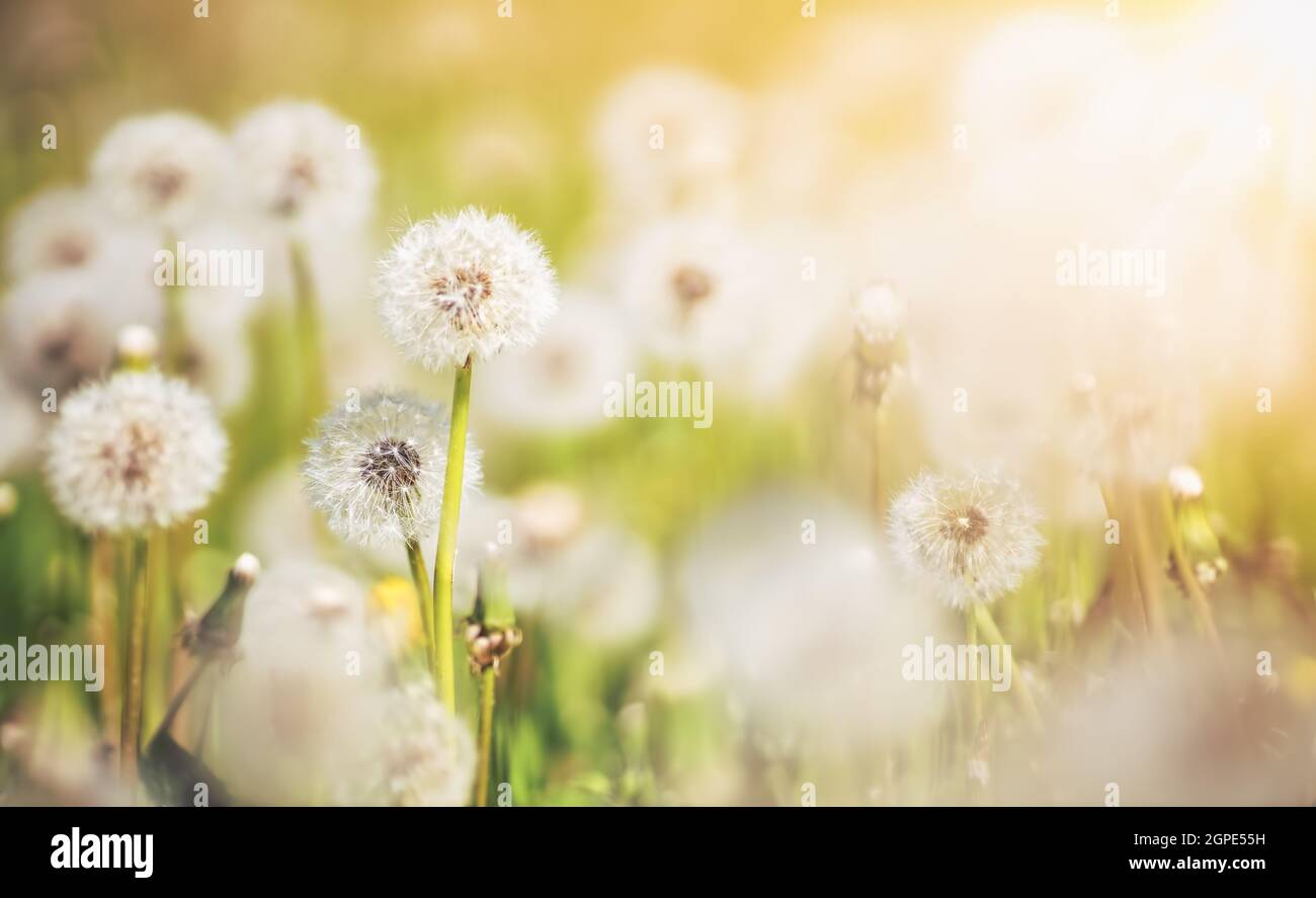 Meadow with lots dandelions in sunny day. Nature floral background in ...