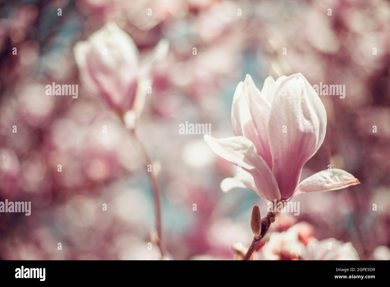 pink flowering magnolia trees in spring Stock Photo - Alamy