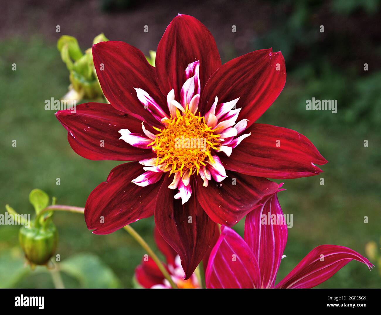 Close up of the blossom of a dahlia. Her name is Night Butterfly . It belongs to the Asteraceae family. Stock Photo
