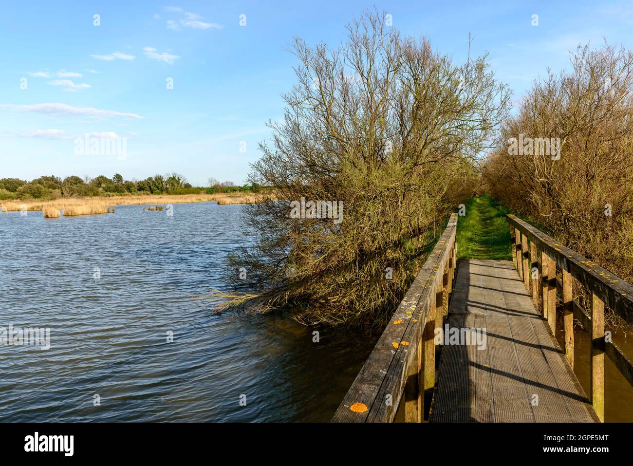 wooden bridge of broadwalk crosses lagoon, shot in bright spring sun light at nature oasis, Cannavie, Volano, Ferrara,  Italy Stock Photo