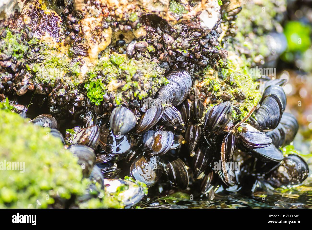 Sea shells stuck on a rock Stock Photo Alamy