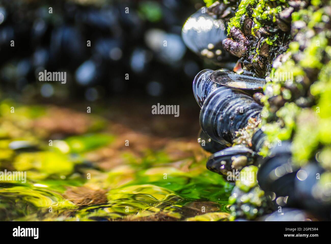 Sea shells stuck on a rock Stock Photo Alamy