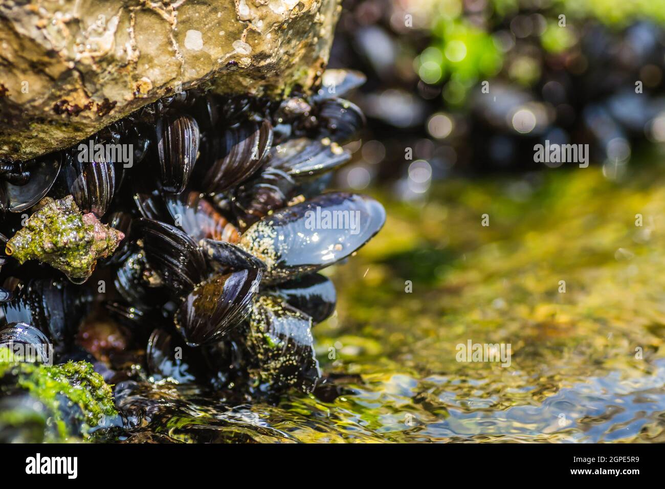 Sea shells stuck on a rock Stock Photo Alamy