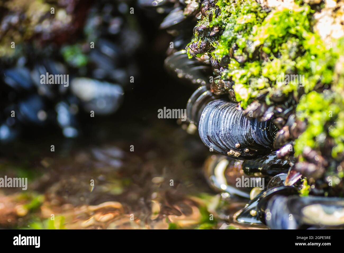 Sea shells stuck on a rock Stock Photo Alamy
