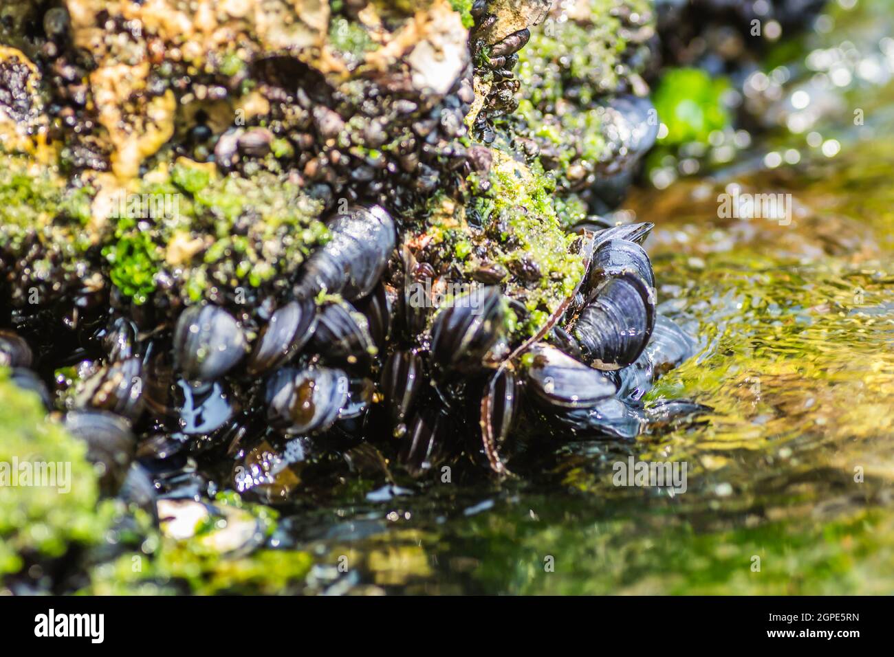 Sea shells stuck on a rock Stock Photo Alamy