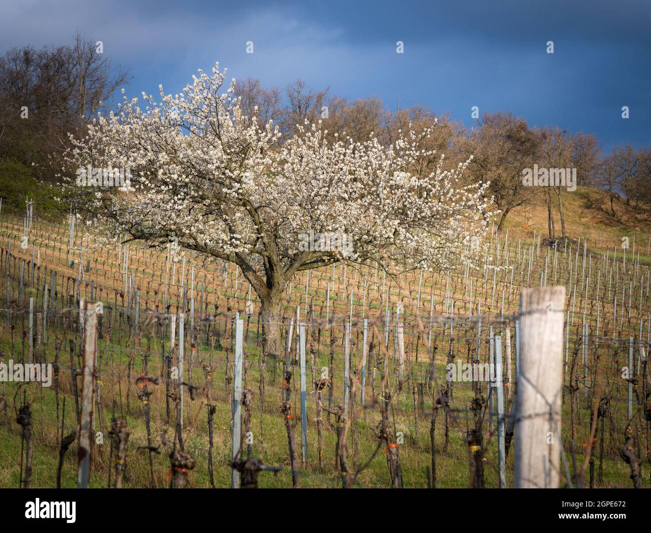 Blooming cherry tree in a vineyard, Donnerskirchen, North Burgenland, Austria. The region between the hills of Leithagebirge and lake Neusiedl is famo Stock Photo