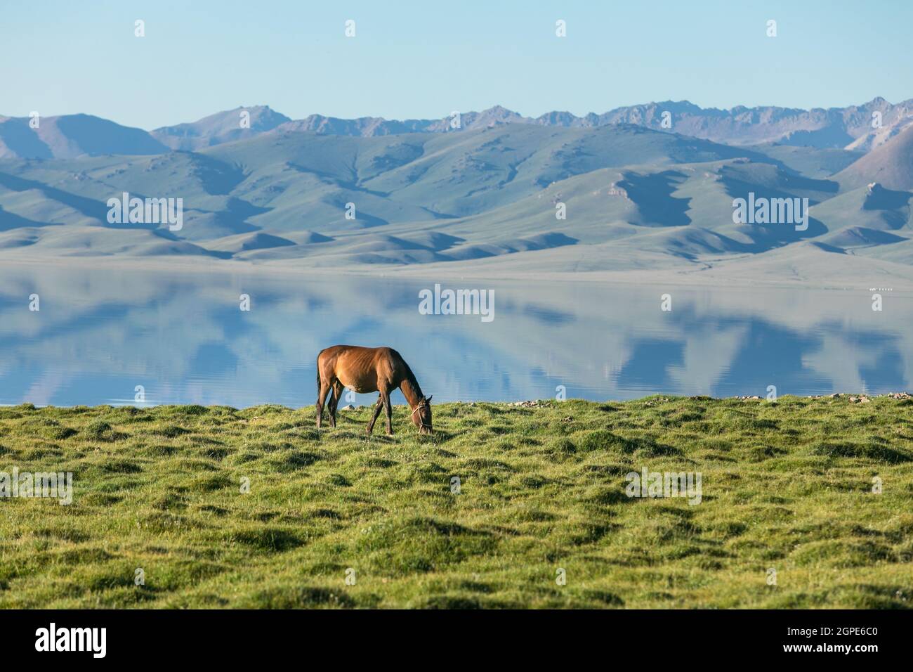horse on green shore of high altitude mountain lake Stock Photo