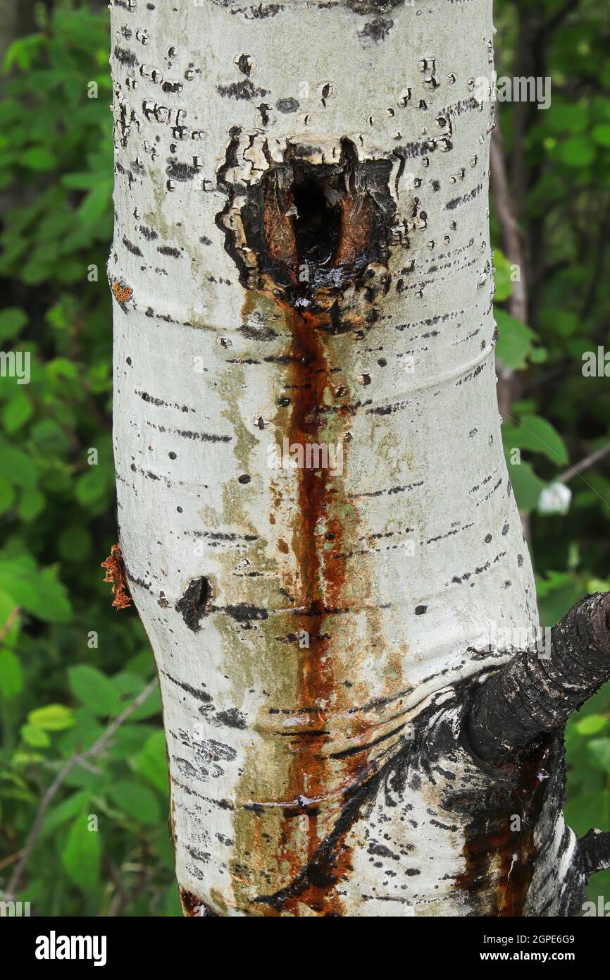 Closeup of an aspen poplar weeping sap in spring from a wound. Stock Photo
