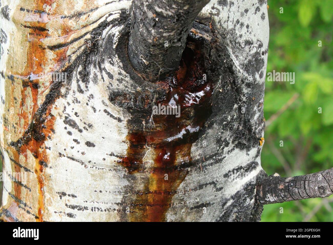 Closeup of an aspen poplar weeping sap in spring from a wound. Stock Photo