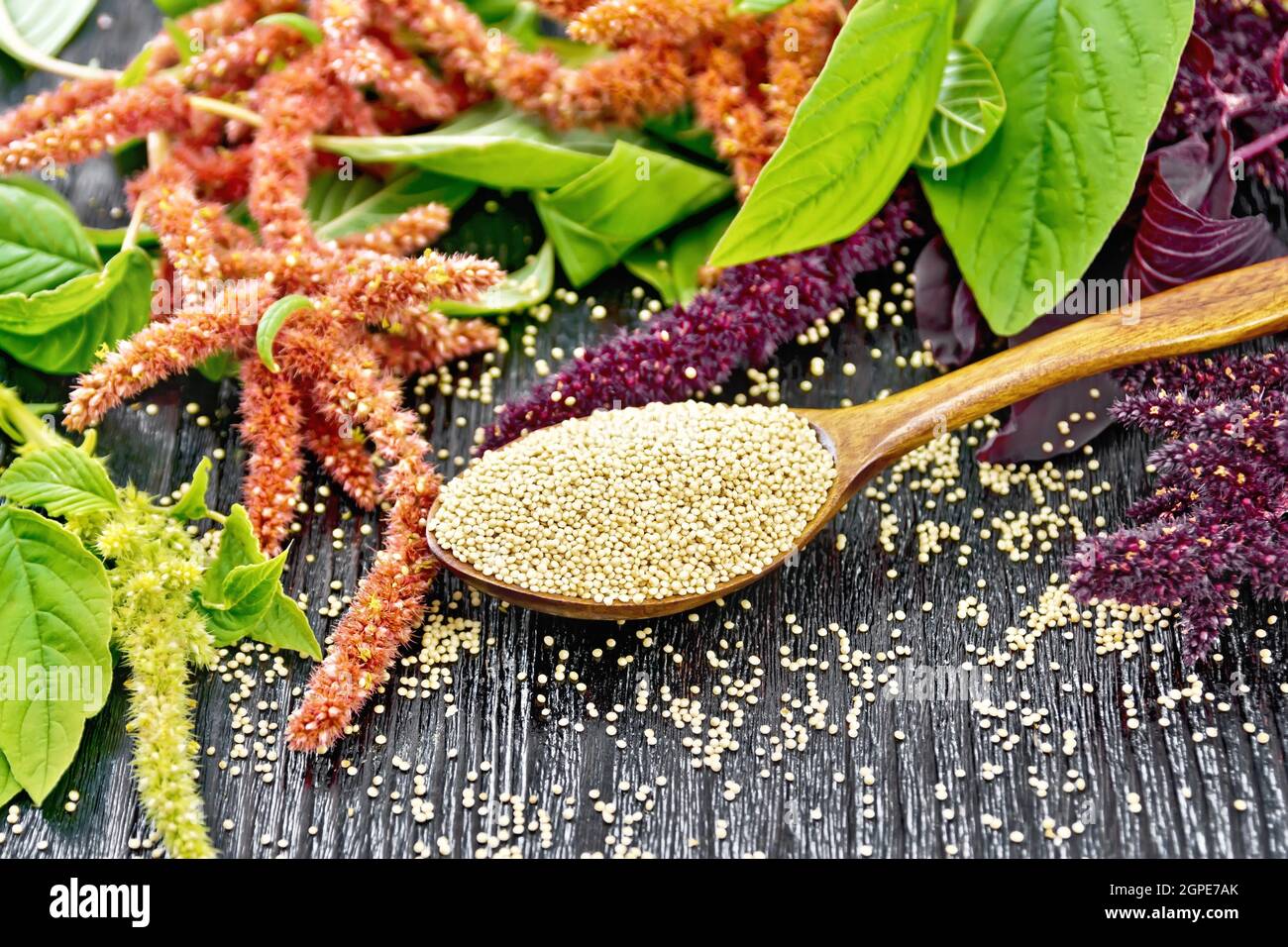 Amaranth groats in a spoon, red, burgundy and green inflorescences with leaves on a wooden board background Stock Photo