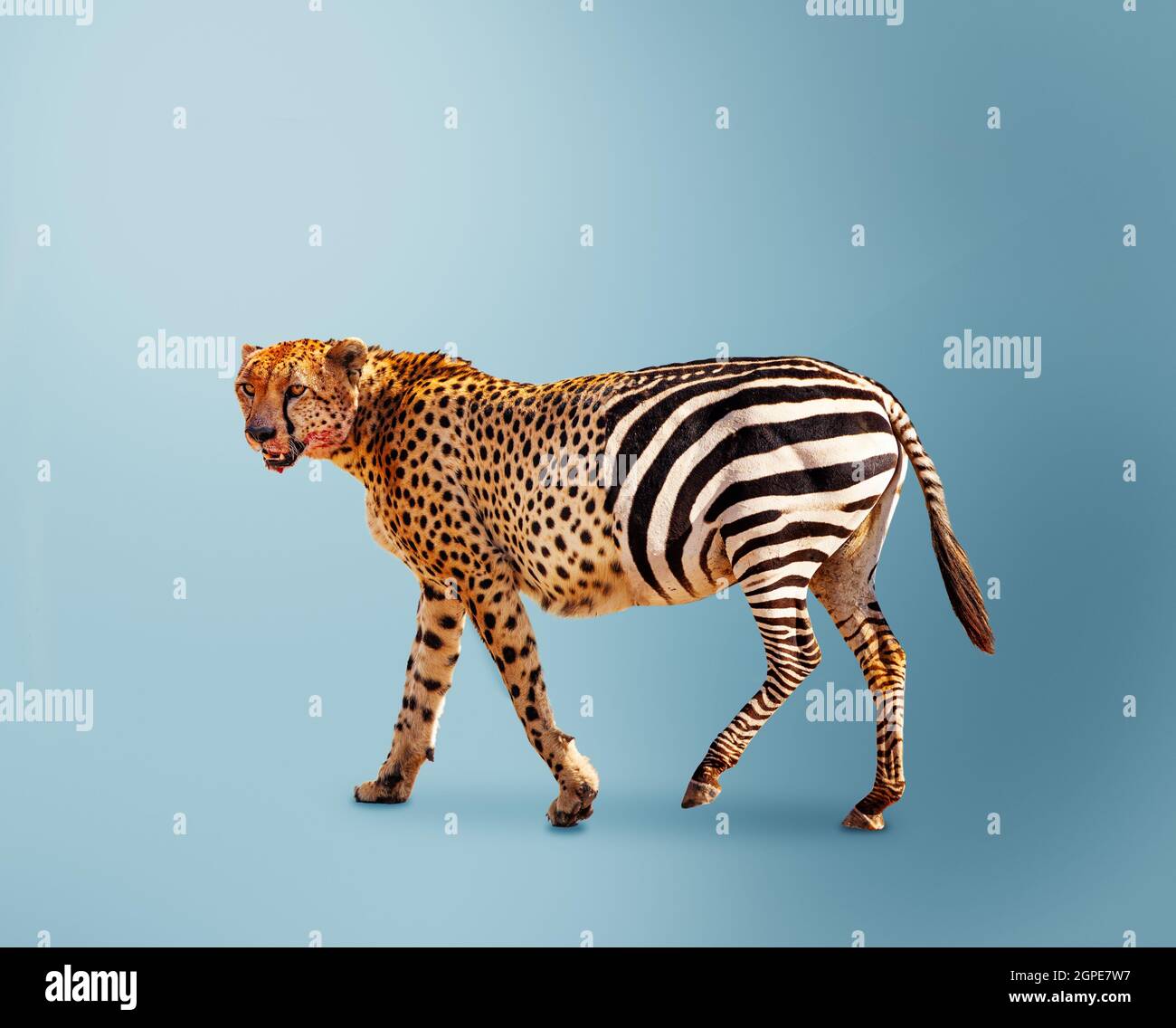 Half cheetah partially zebra predator vs herbivore Stock Photo