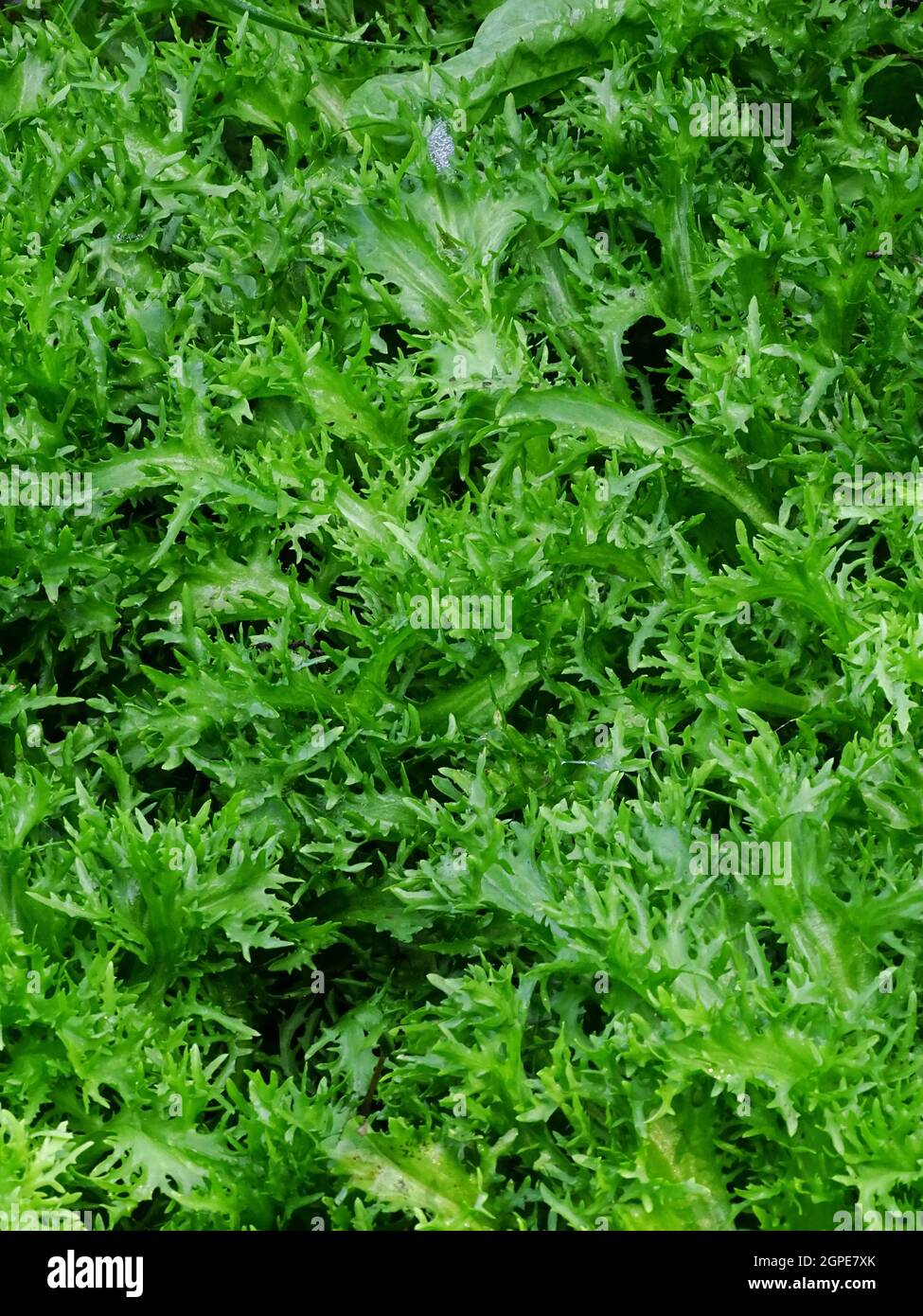 close up of curly endive in the vegetable garden (Cichorium endivia var. crispum), with green and light green colors Stock Photo